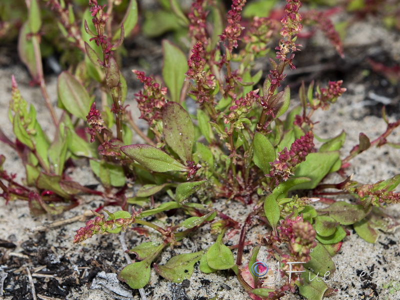 Rumex bucephalophorus gallicus.07