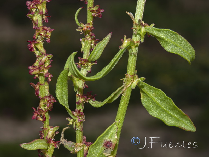 Rumex bucephalophorus gallicus.09