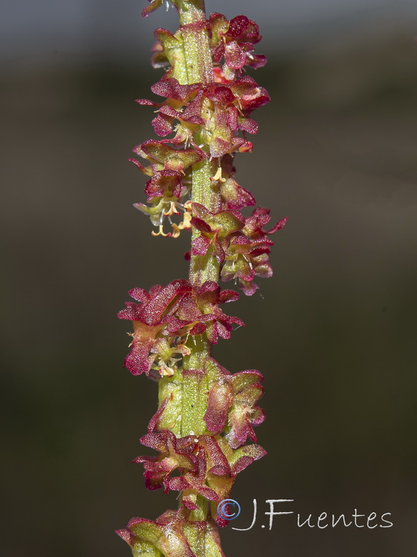 Rumex bucephalophorus gallicus.10