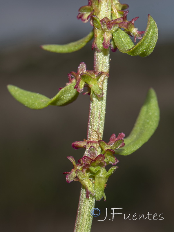 Rumex bucephalophorus gallicus.11