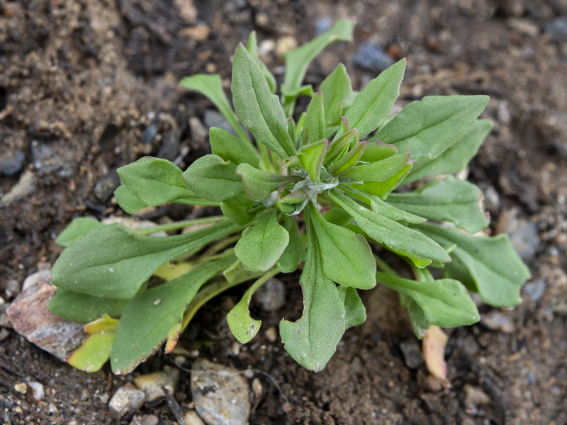 Rumex bucephalophorus gallicus.12