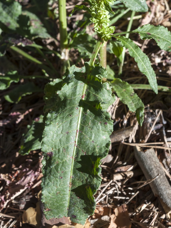 Rumex crispus.02