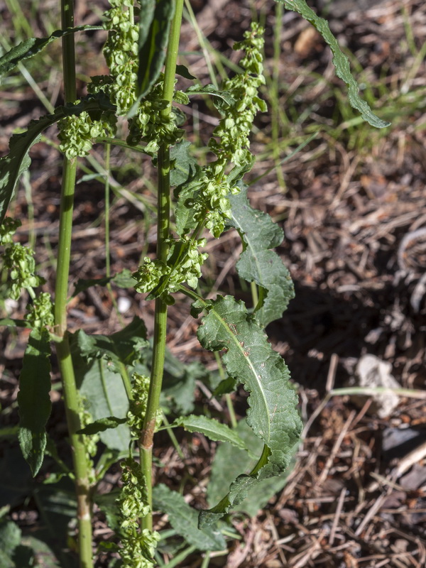 Rumex crispus.03