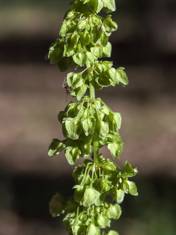 Rumex crispus.05