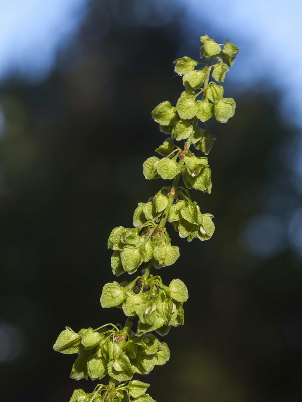 Rumex crispus.06