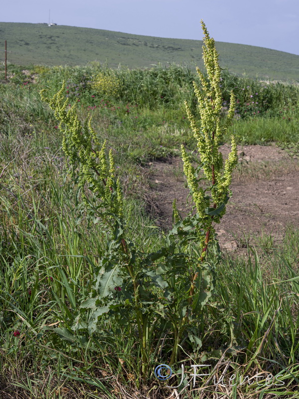 Rumex crispus.01