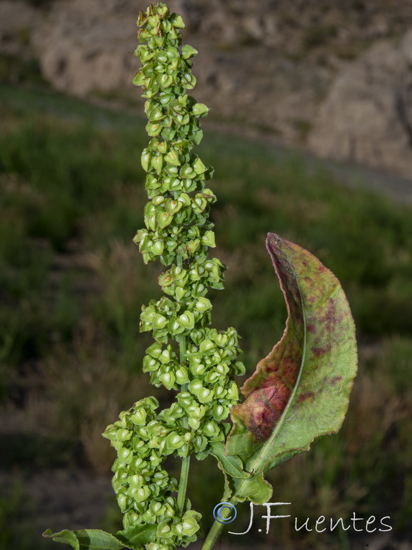 Rumex crispus.08