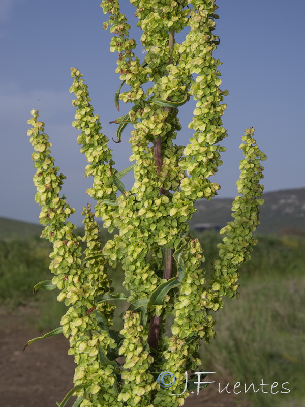 Rumex crispus.04