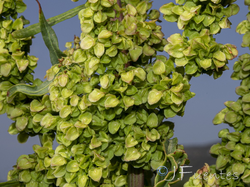 Rumex crispus.10