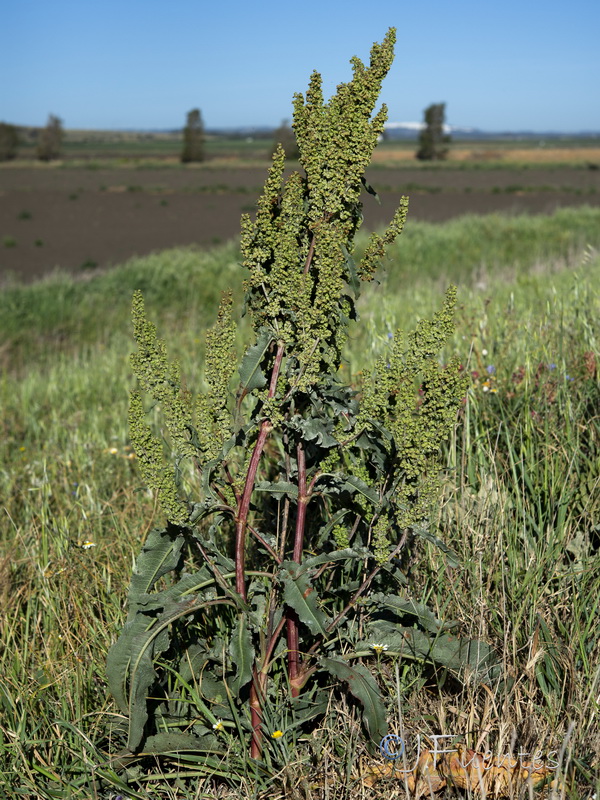 Rumex crispus.01
