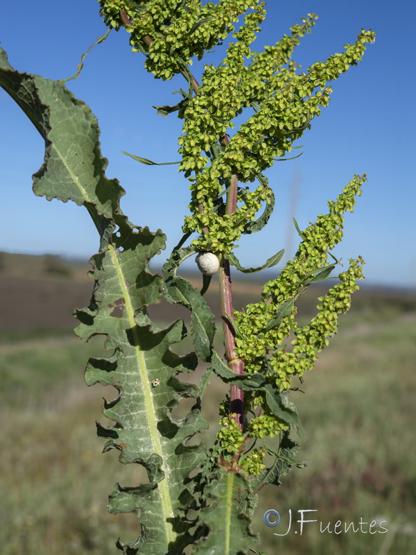 Rumex crispus.08