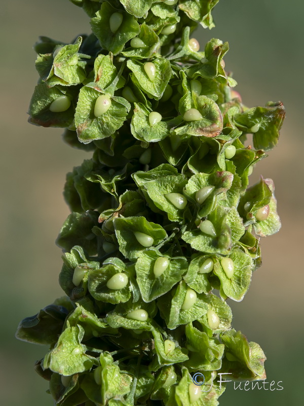 Rumex crispus.14