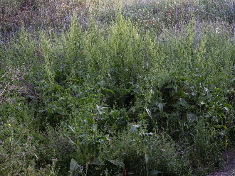 Rumex cristatus.21