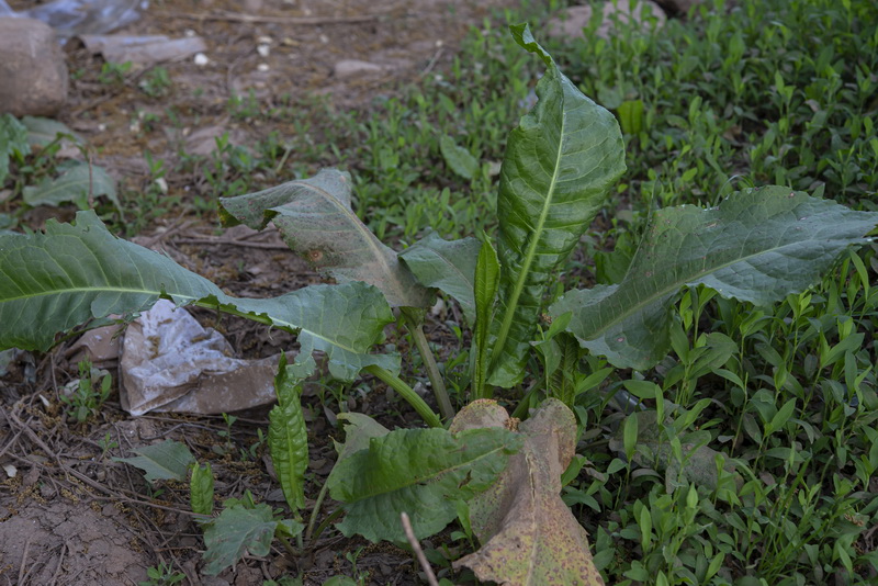 Rumex cristatus.25