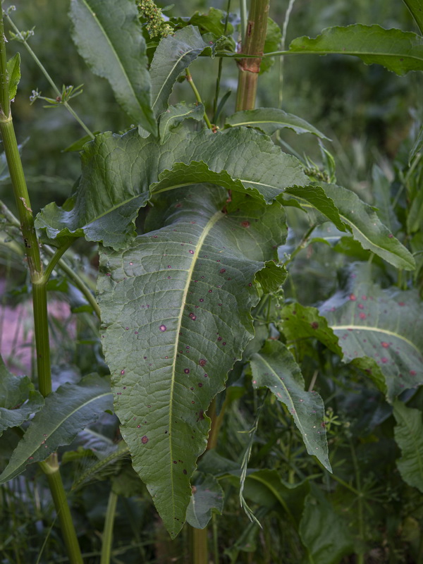 Rumex cristatus.31