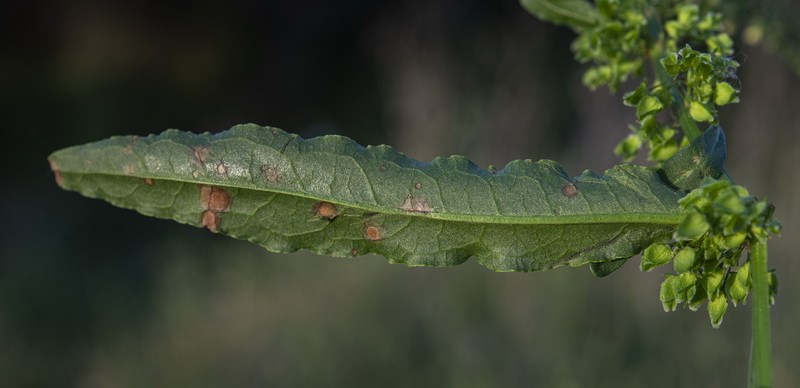 Rumex cristatus.34