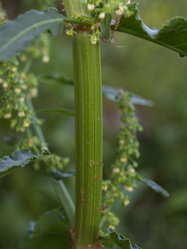 Rumex cristatus.39
