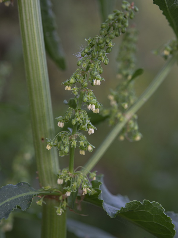 Rumex cristatus.43