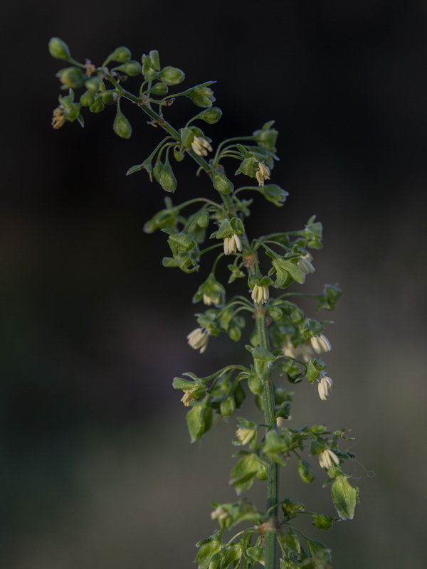 Rumex cristatus.44