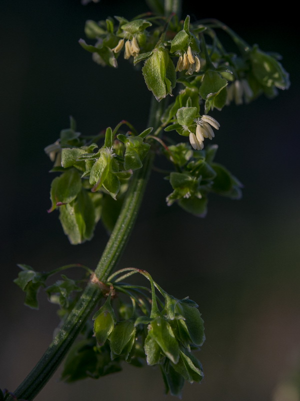 Rumex cristatus.46