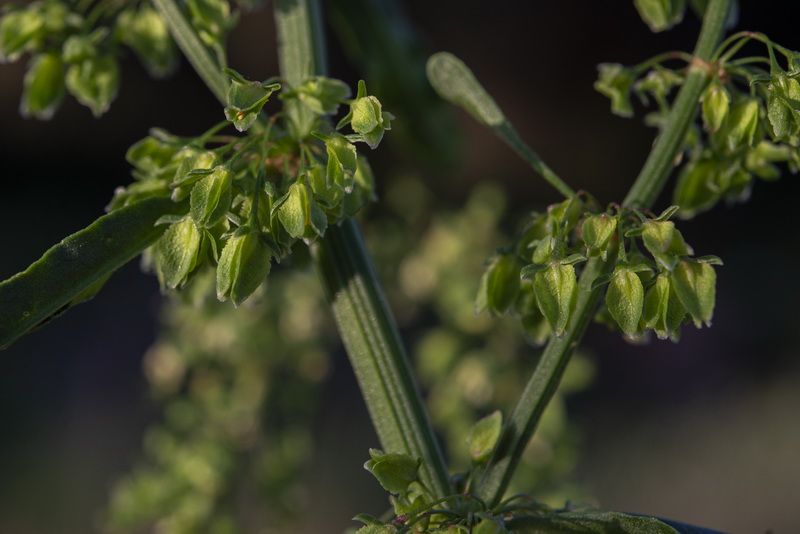 Rumex cristatus.48