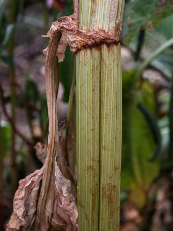 Rumex cristatus.51