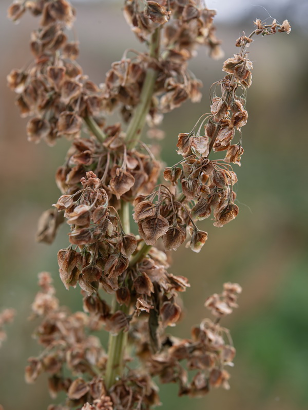 Rumex cristatus.59
