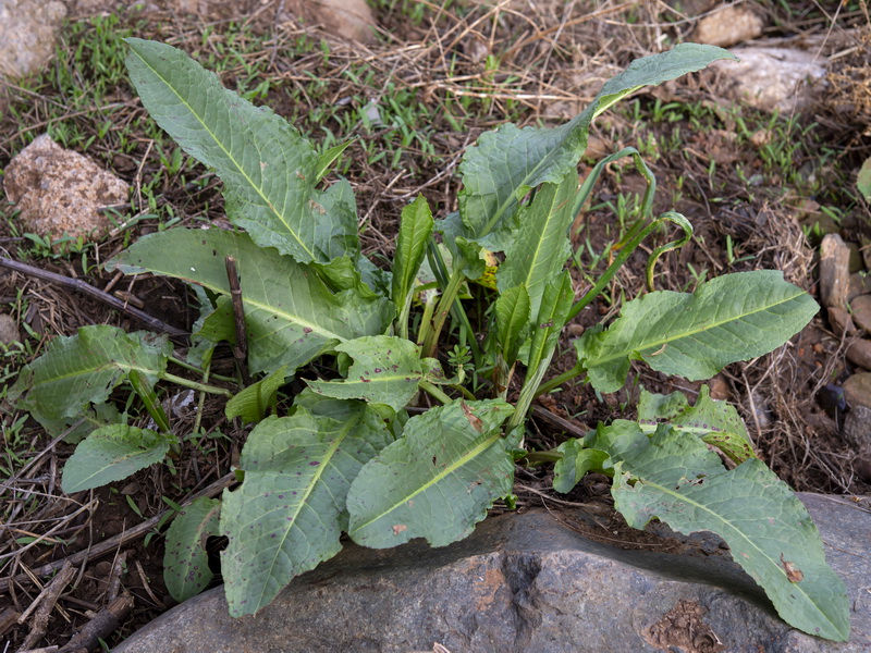 Rumex cristatus.25