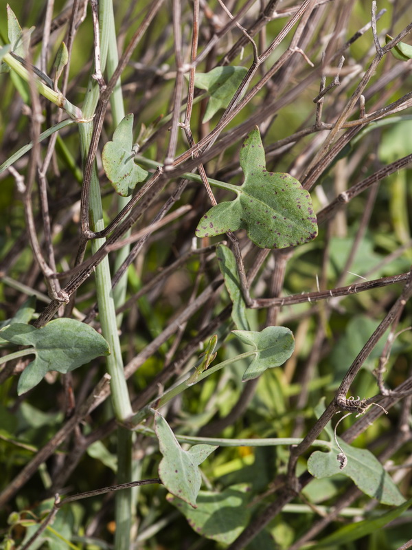 Rumex induratus.02