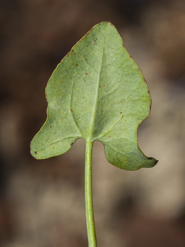 Rumex induratus.04