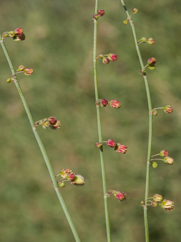 Rumex induratus.06