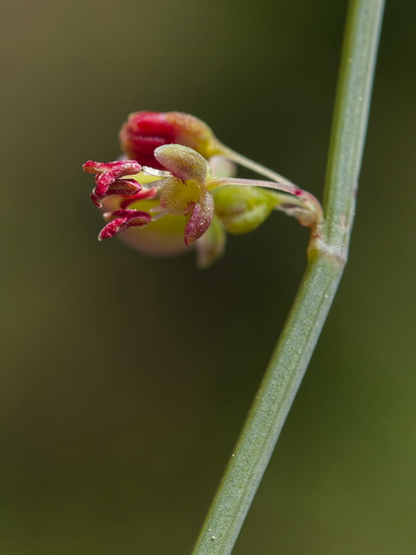 Rumex induratus.09