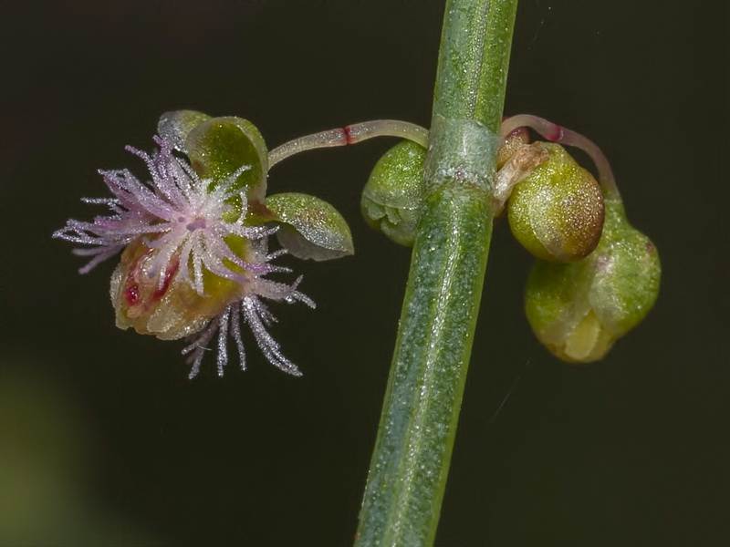 Rumex induratus.11