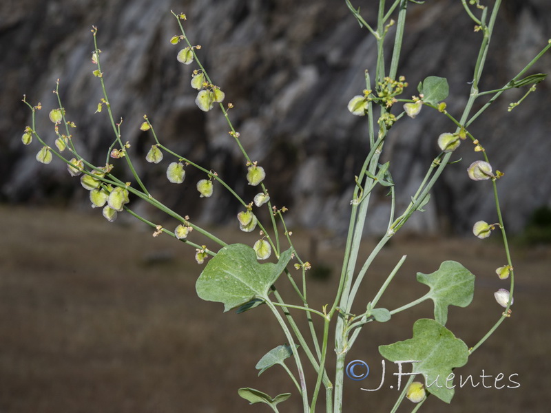 Rumex induratus.16