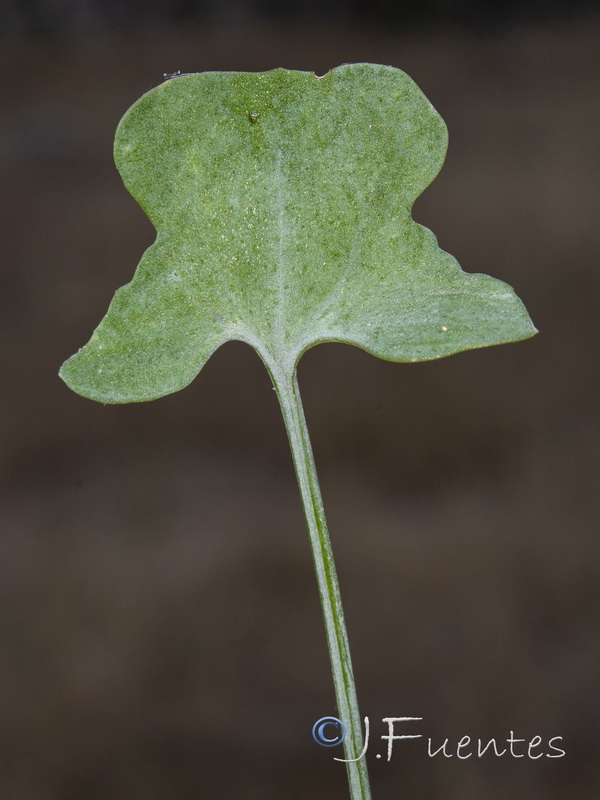 Rumex induratus.18