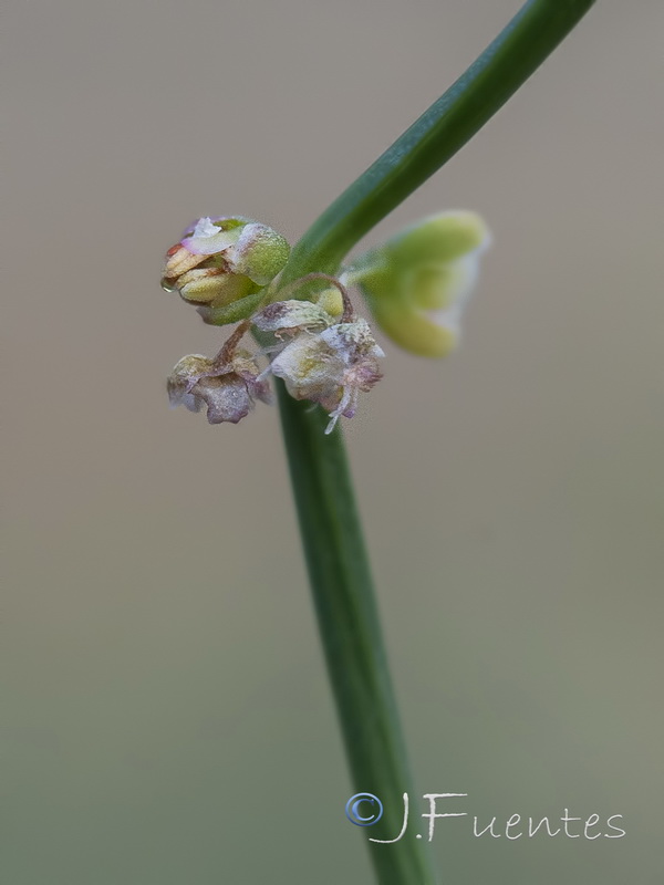 Rumex induratus.20