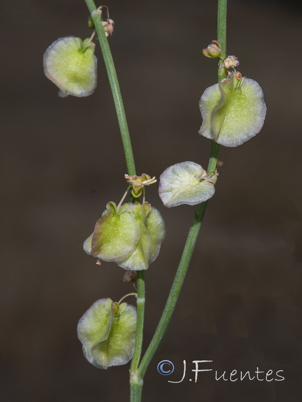 Rumex induratus.21