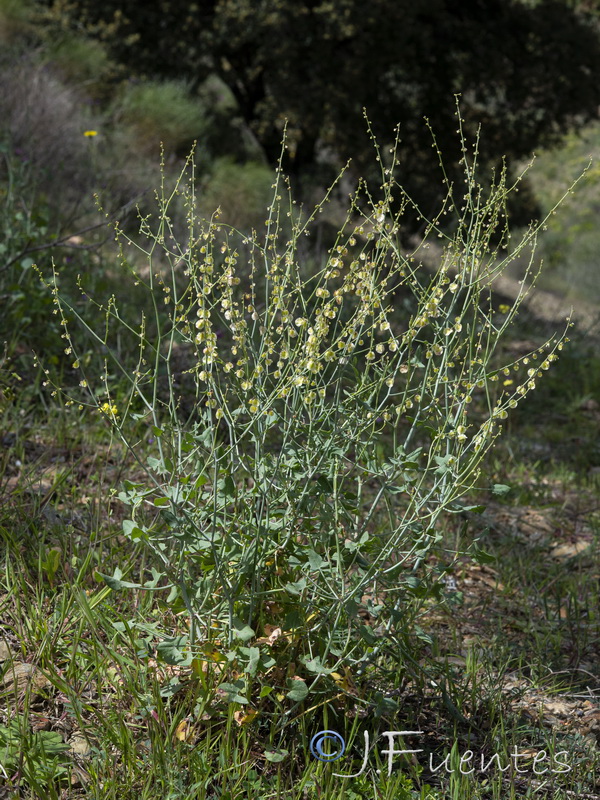 Rumex induratus.01