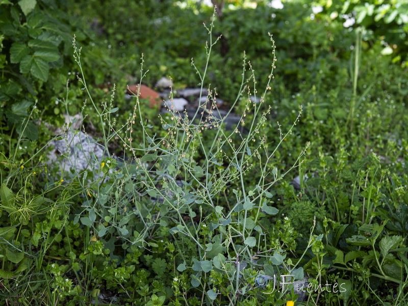 Rumex induratus.24