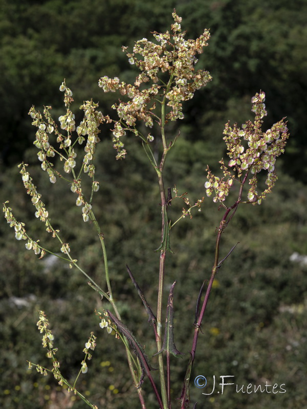 Rumex intermedius.01
