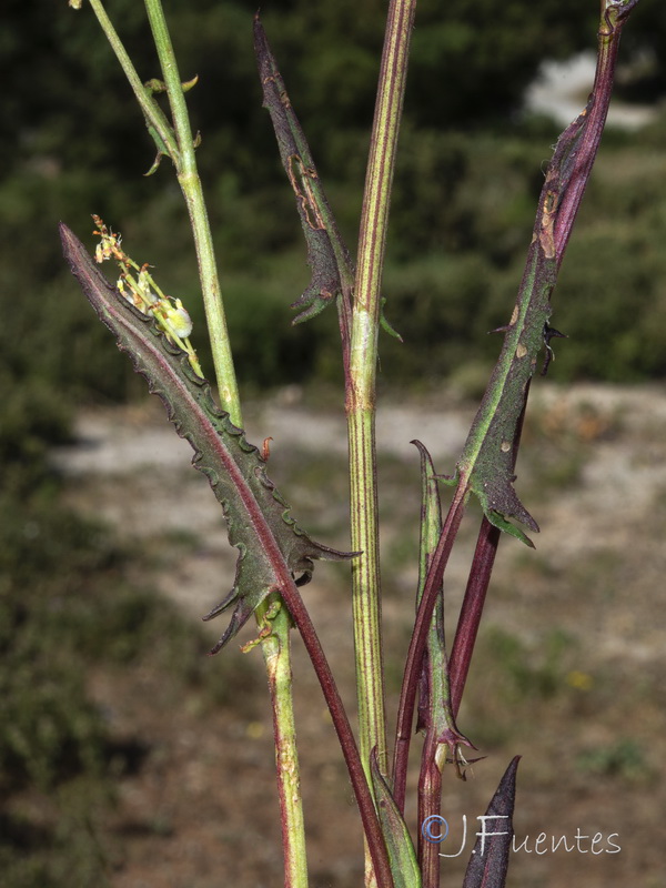 Rumex intermedius.02