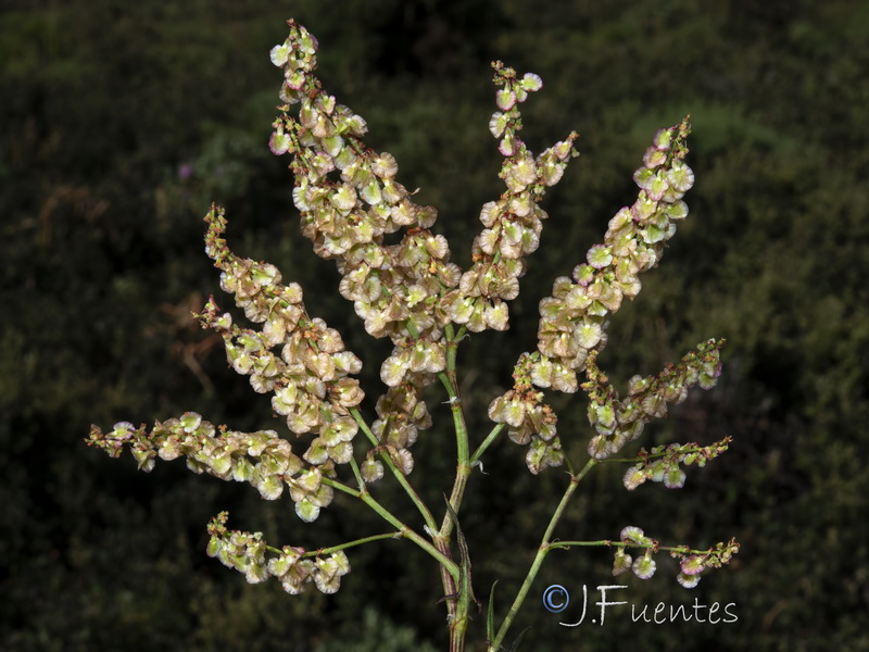 Rumex intermedius.03