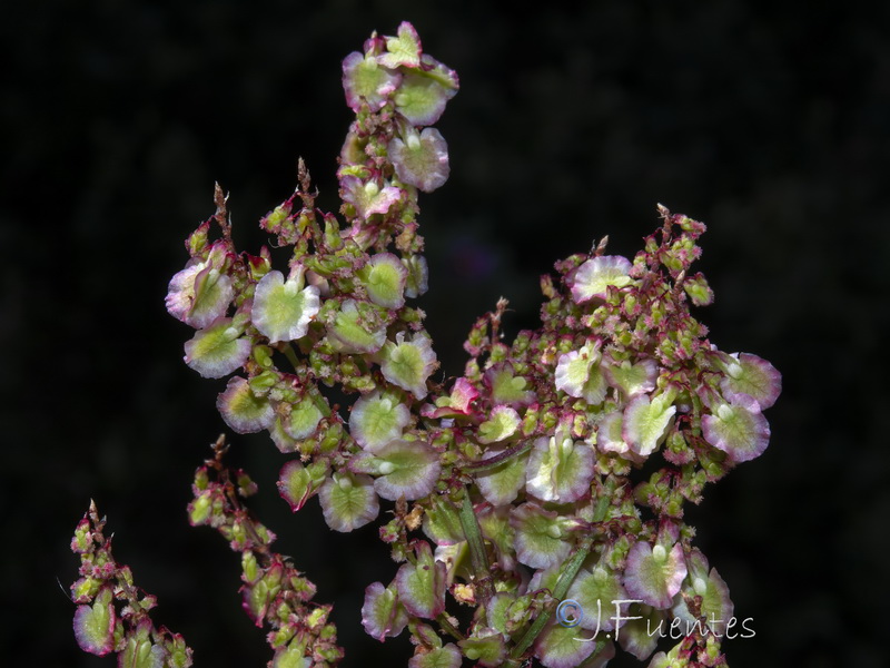 Rumex intermedius.04