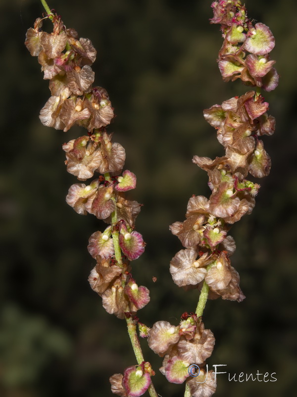 Rumex intermedius.05