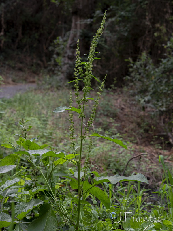 Rumex obtusifolius.01