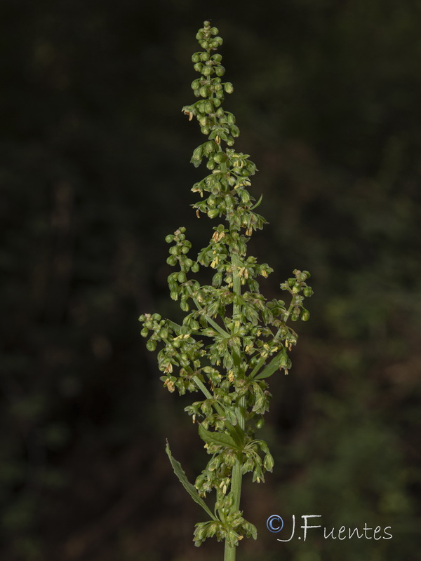 Rumex obtusifolius.04