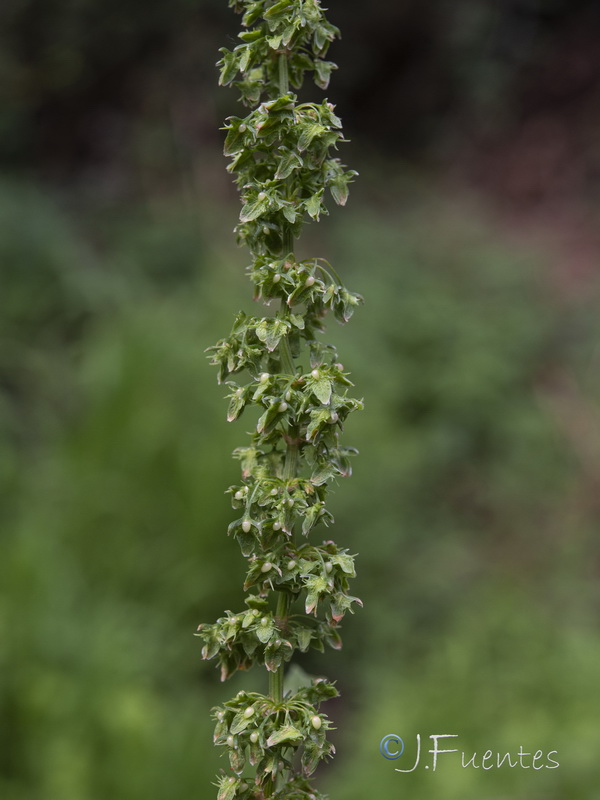 Rumex obtusifolius.05