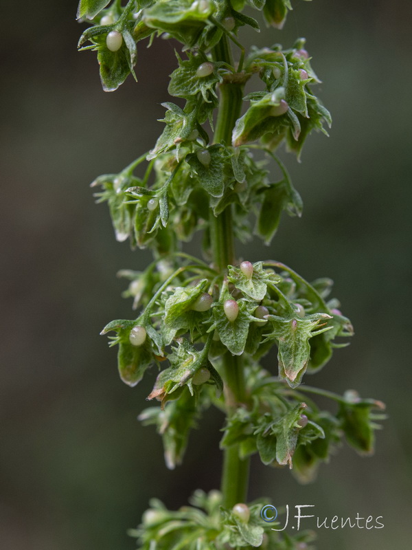 Rumex obtusifolius.06