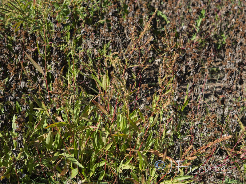 Rumex palustris.02