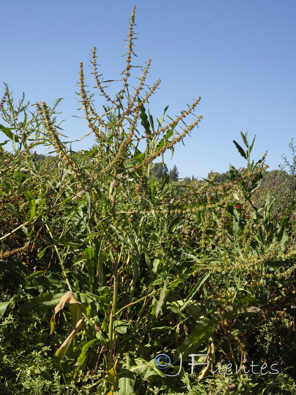 Rumex palustris.03